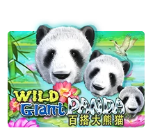 Wild Giant Panda - ATHENA777